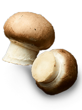 Creamy Mushroom